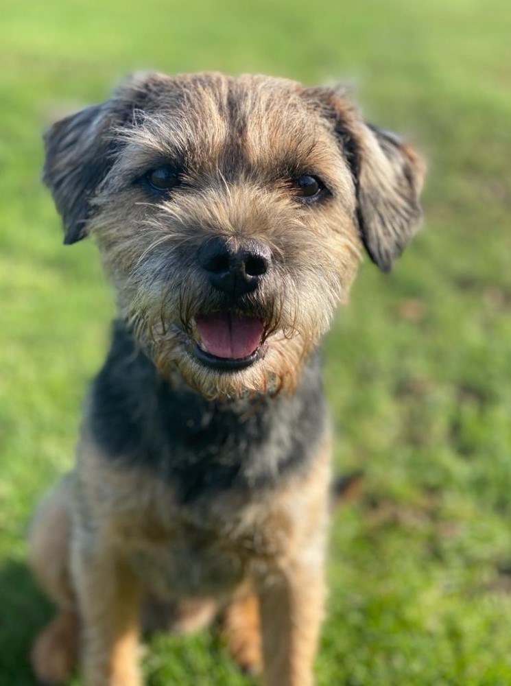 Wilf the dog